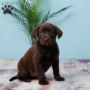 Tammie, Chocolate Labrador Retriever Puppy